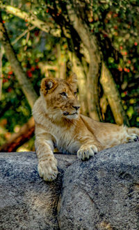 Cat relaxing on rock