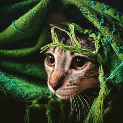 Close-up portrait of dead plant