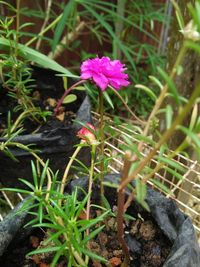 Close-up of pink flowering plant