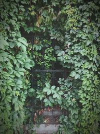 Close-up of ivy growing on tree