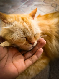 Close-up of hand holding cat