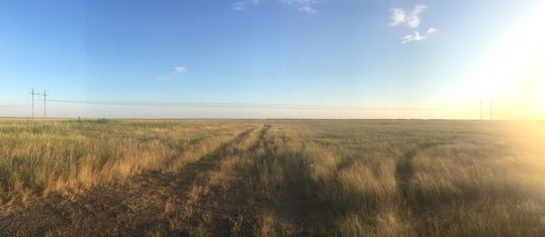 Scenic view of wheat field against clear sky