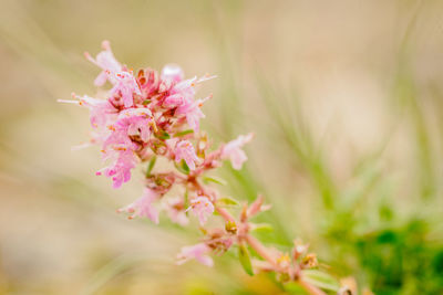 Close-up of pink cherry blossom plant