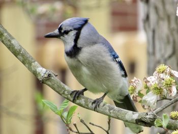 Close-up of bird perching on branch