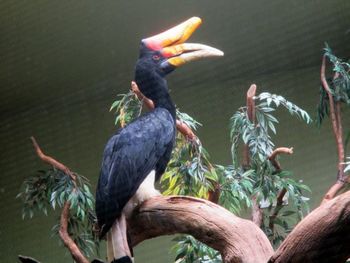 Close-up of bird perching on branch