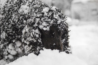 Close-up portrait of dog on snow covered field