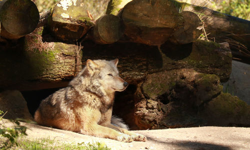 View of animal sitting on rock