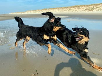 Dog running on beach