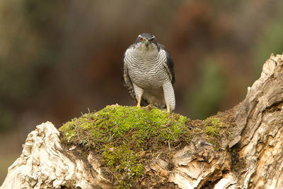 Close-up of bird on rock