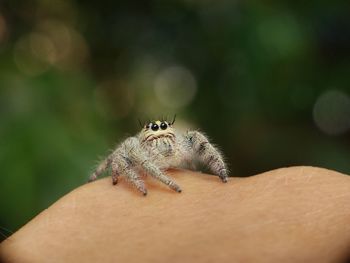 Close-up of spider on human skin