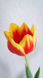 Close-up of yellow flower