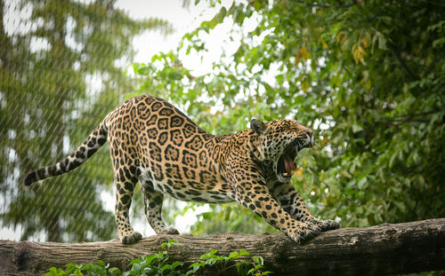 Low angle view of cat on tree in zoo