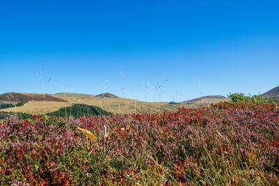 Plants growing on land against blue sky