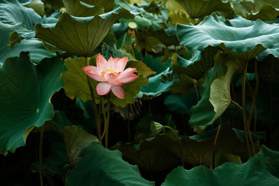 Close-up of pink lotus water lily