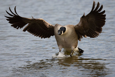 Canada goose landing on water in a pond