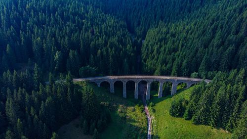 Arch bridge amidst trees in forest