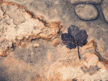 High angle view of lizard on rock