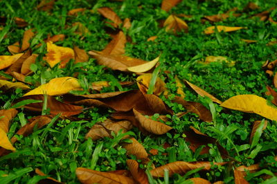 Close-up of yellow maple leaves on field