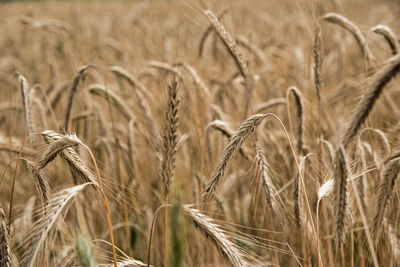 Close-up of stalks in field