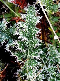 Close-up of frozen plant on field