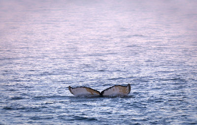 Bird flying over sea