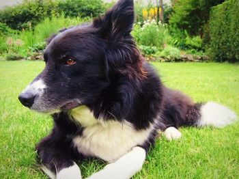 Dog lying on grassy field