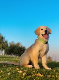 Dog sitting on field