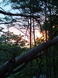 Trees in forest