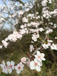 Close-up of pink cherry blossoms in spring