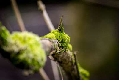 Close-up of plant