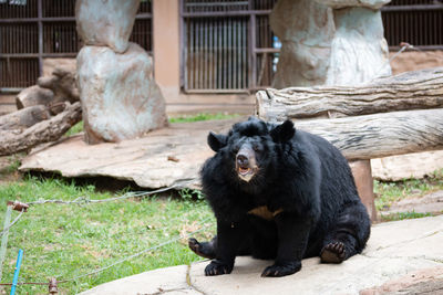 Monkey sitting on wood at zoo