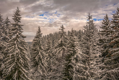 Trees against sky