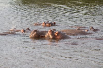 Ducks in a lake