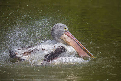 Pelican swimming in lake