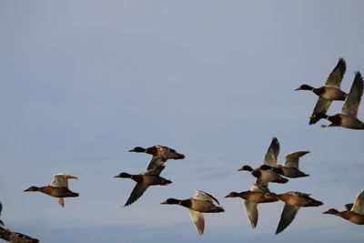 Flock of birds flying against clear sky