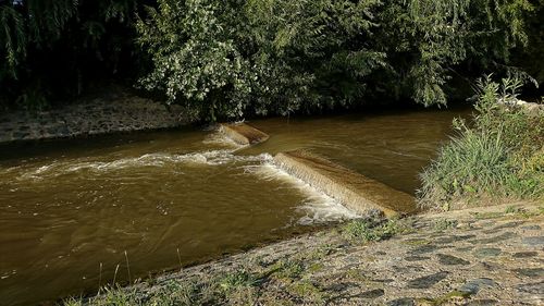 Scenic view of river amidst trees in forest