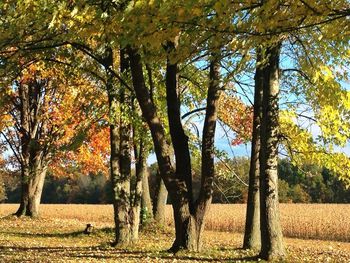 Trees in park