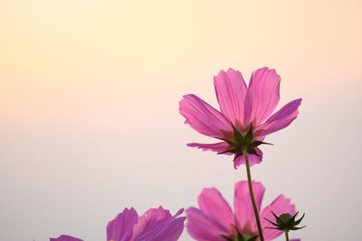 Close-up of pink cosmos flower against sky