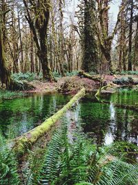 Reflection of trees in lake