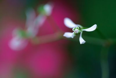 Close-up of flowers blooming outdoors