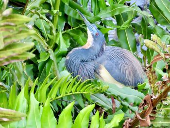 Close-up of heron perching on plant