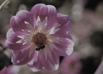 Close-up of pink flower