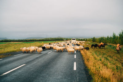 View of sheep on road against sky