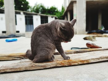 Close-up of cat