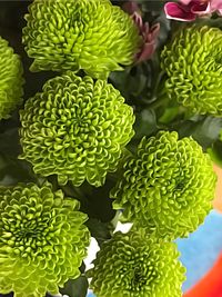 Close-up of vegetables