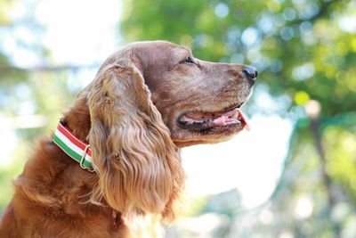 Close-up of dog on tree