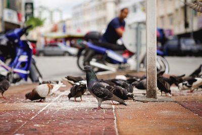 Close-up of birds perching on city