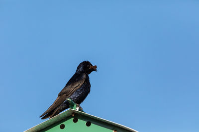 Purple martin bird progne subis perches on a birdhouse in marco island with a leaf in its beak.