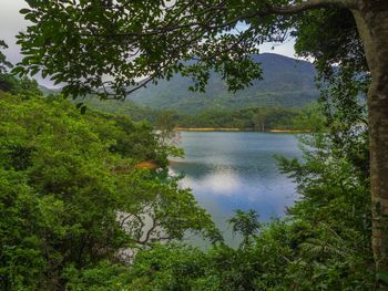 Reflection of trees in lake