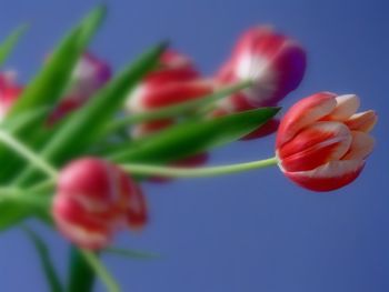 Close-up of red flowers